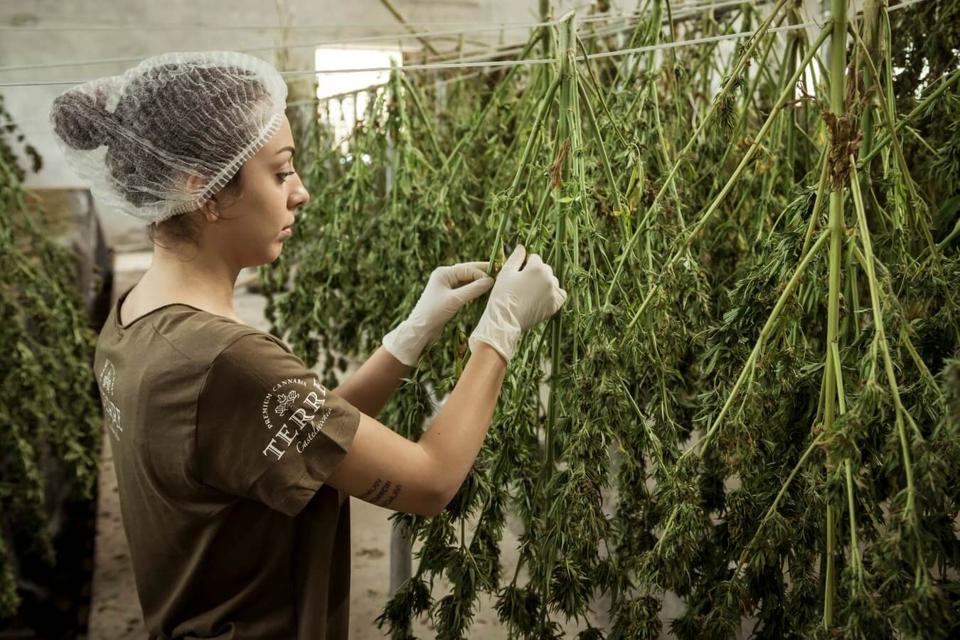 Who is Qualified to Work in the Cannabis Industry? High Bluff Group